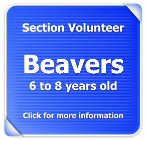 Beavers